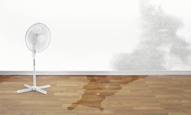 Best Water damage restoration experts  in Malden, MO