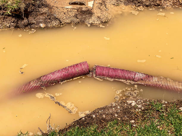 Best Professional water damage repair  in Malden, MO